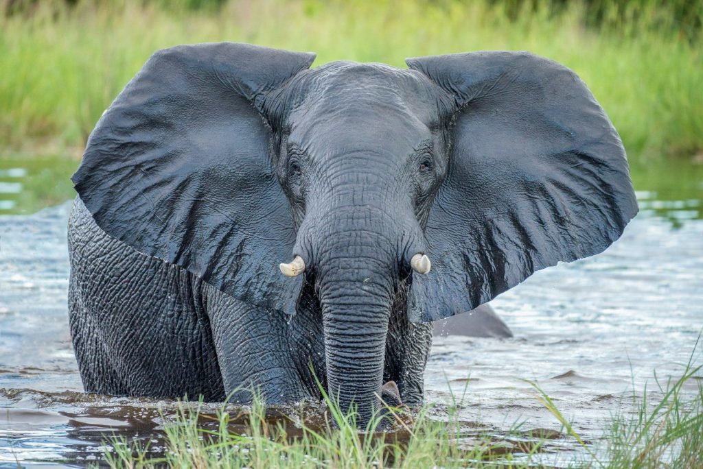 African elephant in Botswana